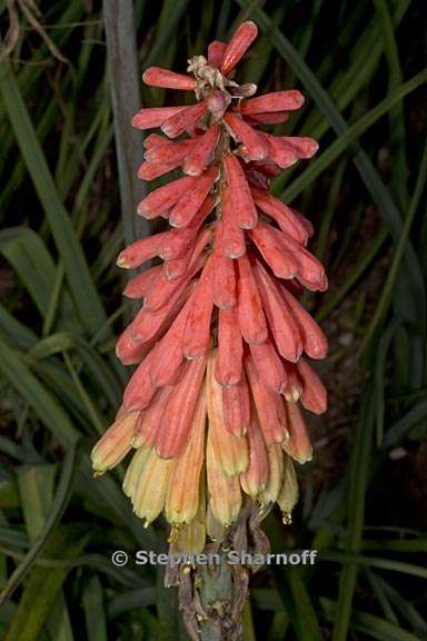 kniphofia sarmentosa 4 graphic